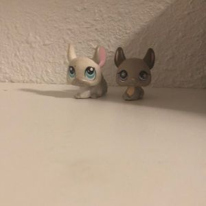 LPS chinchillas